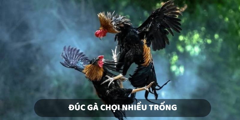 Cách đúc gà chọi nhiều trống