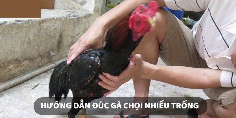 Hướng dẫn chi tiết cách đúc gà chọi nhiều trống đúng kỹ thuật