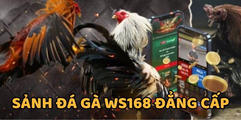 Sảnh đá gà WS168