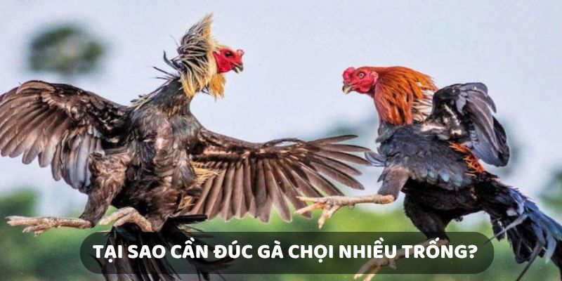 Tại sao cần nắm được cách đúc gà chọi nhiều trống?